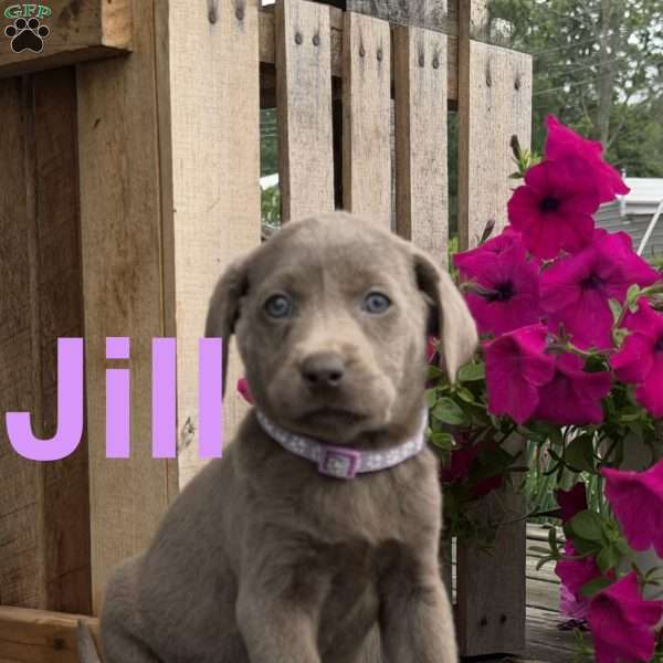 Jill, Silver Labrador Retriever Puppy